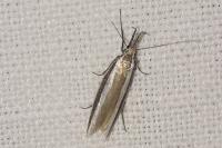 Pleurota aristella