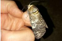 Cossus cossus