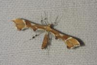 Cnaemidophorus rhododactylus