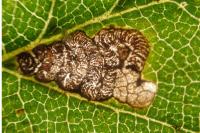 Stigmella viscerella