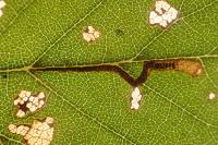Stigmella lemniscella