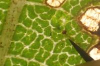 Stigmella lemniscella