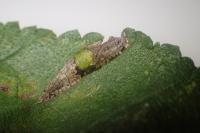 Phyllonorycter schreberella