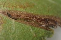 Phyllonorycter schreberella