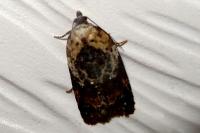 Acleris variegana