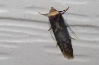 Blastobasis adustella