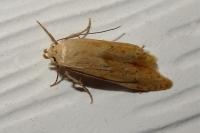 Blastobasis lacticolella