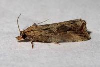 Endothenia quadrimaculana
