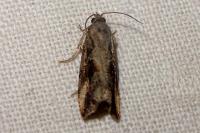 Endothenia quadrimaculana