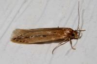 Limnaecia phragmitella