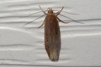 Limnaecia phragmitella