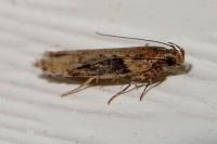 Scrobipalpa costella