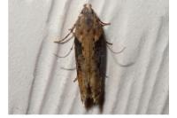 Scrobipalpa costella