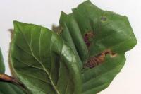 Stigmella tityrella