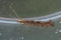 Plutella xylostella