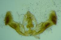 Eucosma conterminana
