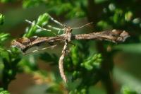 Amblyptilia acanthadactyla