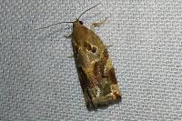 Archips xylosteana