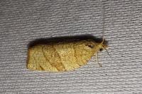 Pandemis cerasana