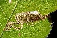 Stigmella magdalenae