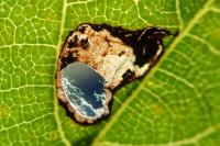 Coptodisca lucifluella