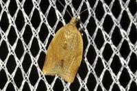 Clepsis consimilana