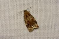 Archips xylosteana