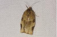 Choristoneura hebenstreitella