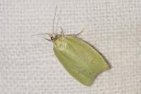 Tortrix viridana