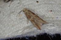 Bactra furfurana