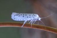 Yponomeuta