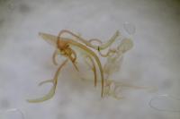 Dichomeris alacella