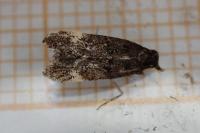 Dichomeris alacella