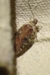 Agonopterix purpurea