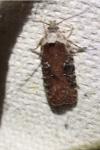 Agonopterix purpurea