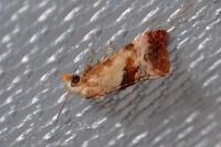 Neocochylis millierana