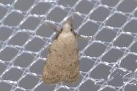 Symmoca oenophila