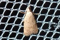 Symmoca oenophila