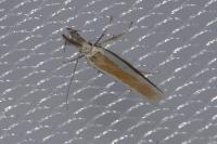 Pleurota aristella