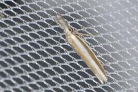 Pleurota aristella