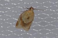 Clepsis consimilana