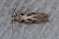 Nemapogon nevadellus