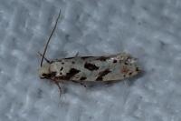 Nemapogon nevadellus
