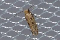 Anomalotinea liguriella