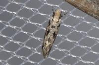 Nemapogon