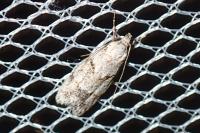 Symmoca signatella
