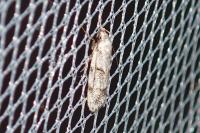 Symmoca signatella