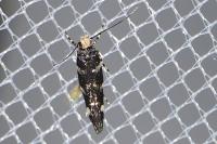 Eteobalea