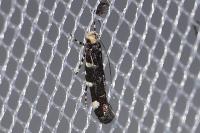 Eteobalea