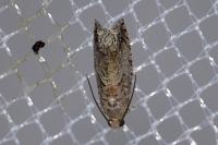 Cydia fagiglandana